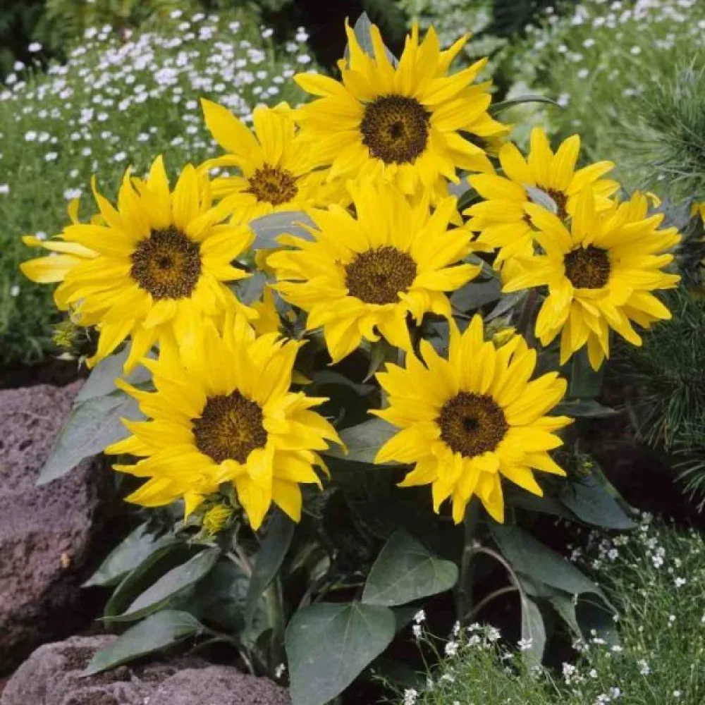 Auringonkukka 'Polino Cola'