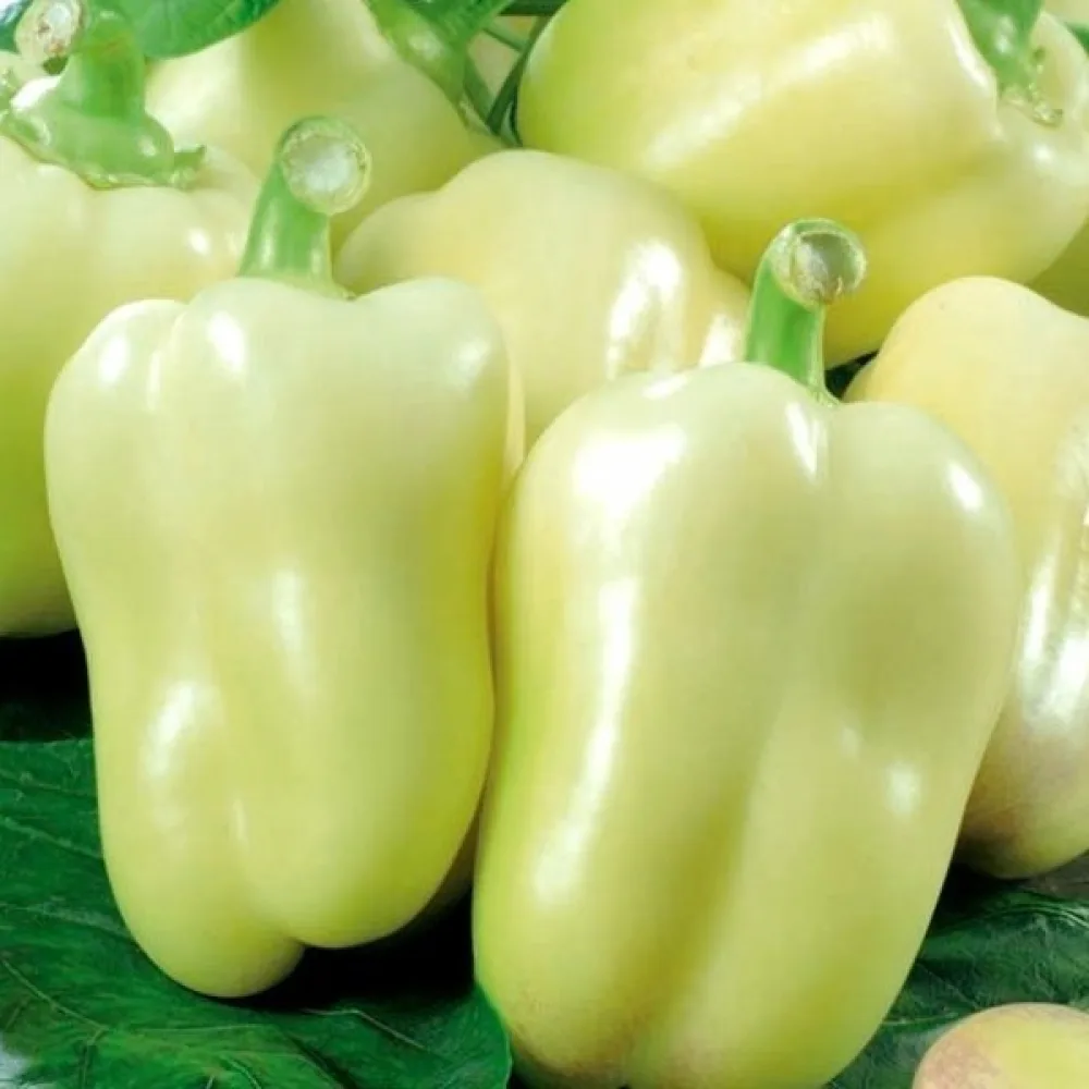 Paprika 'Zorza'