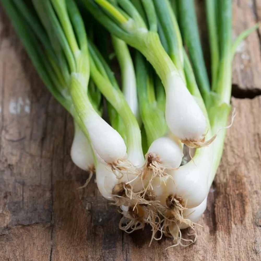 Kevätsipuli 'White Lisbon'