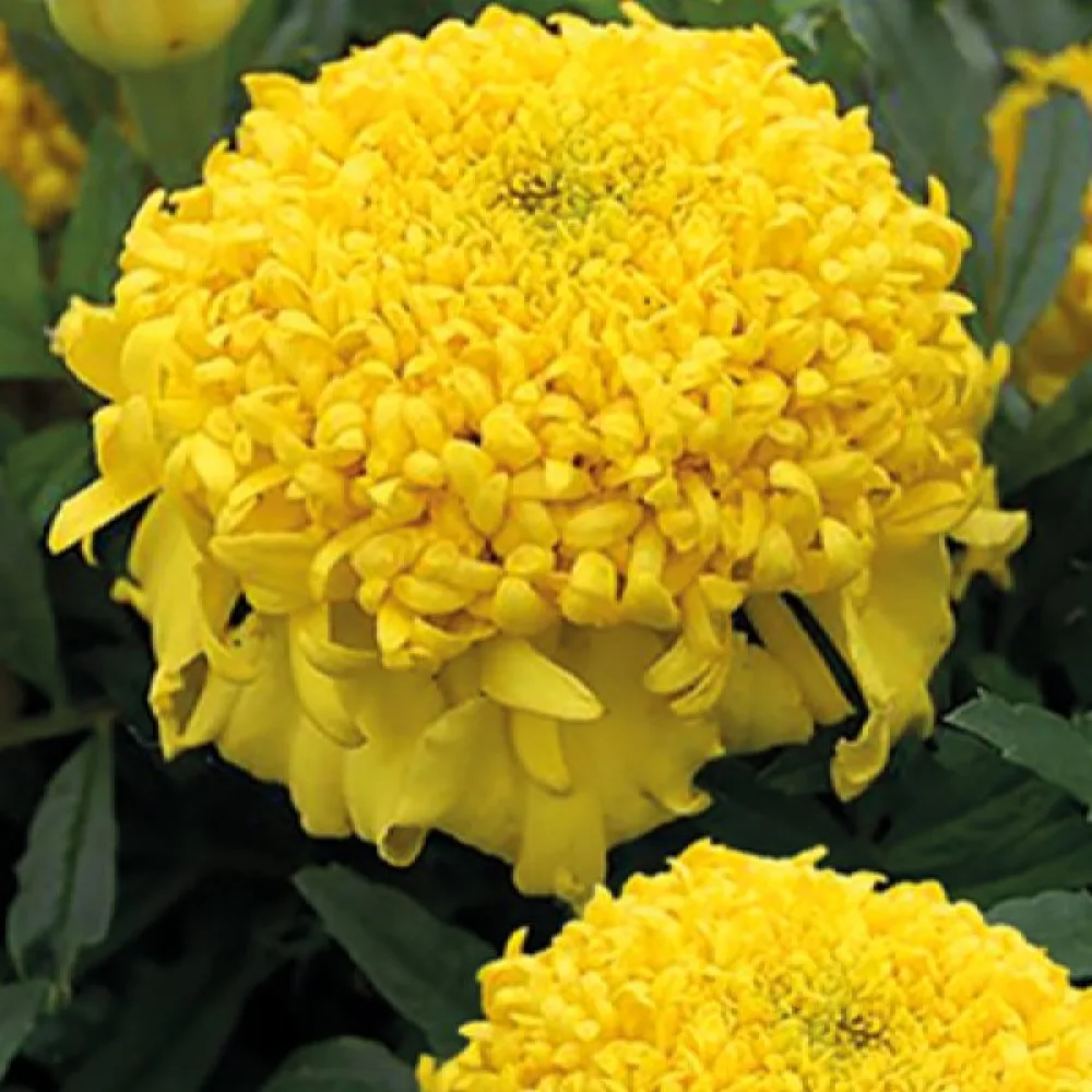 Kookossamettikukka 'Cupid Lemon'