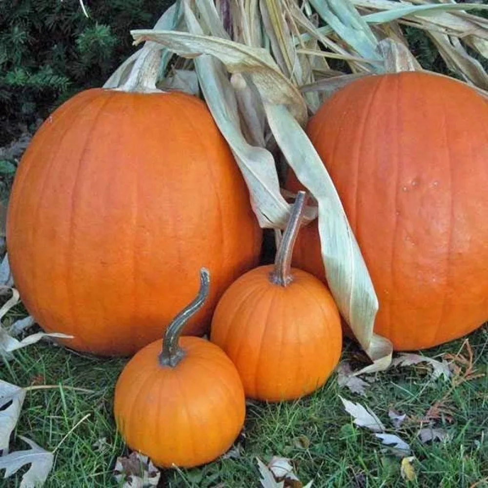 Kurpitsa 'Jack O'Lantern'