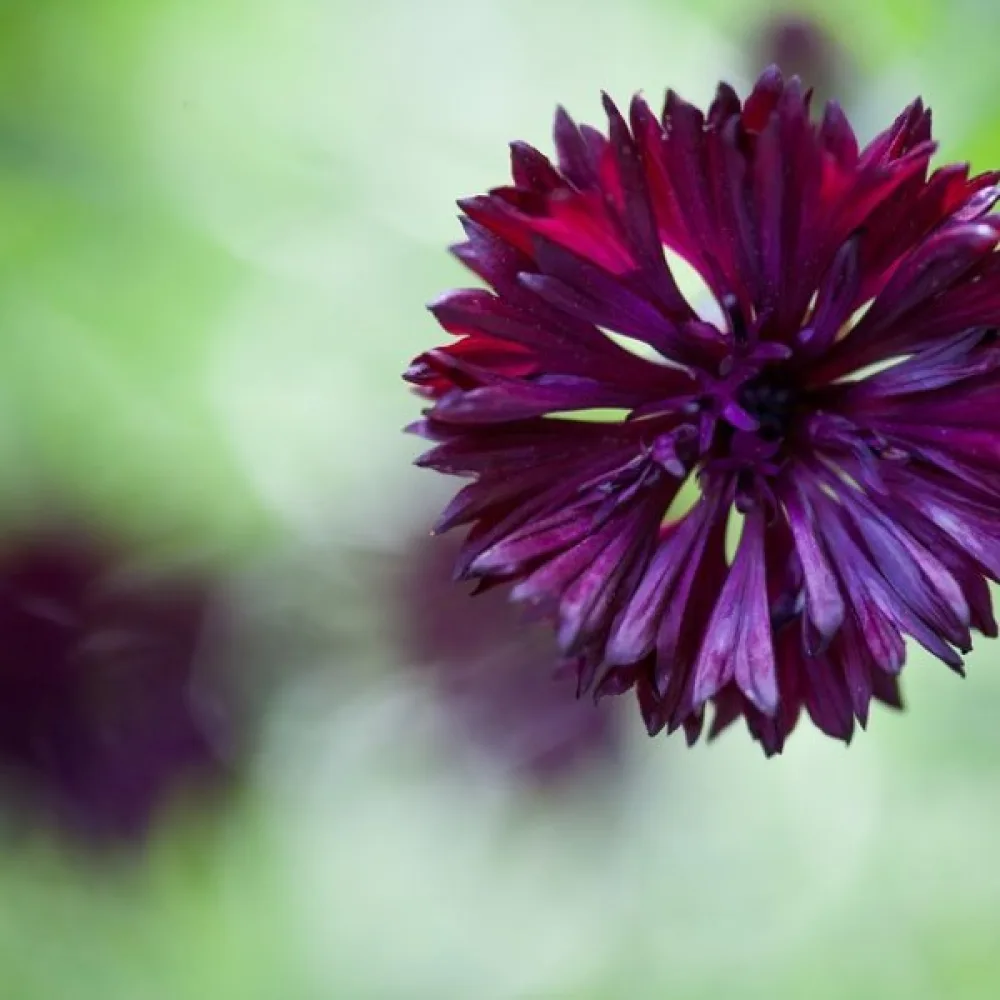 Ruiskaunokki 'Black Ball', tumma