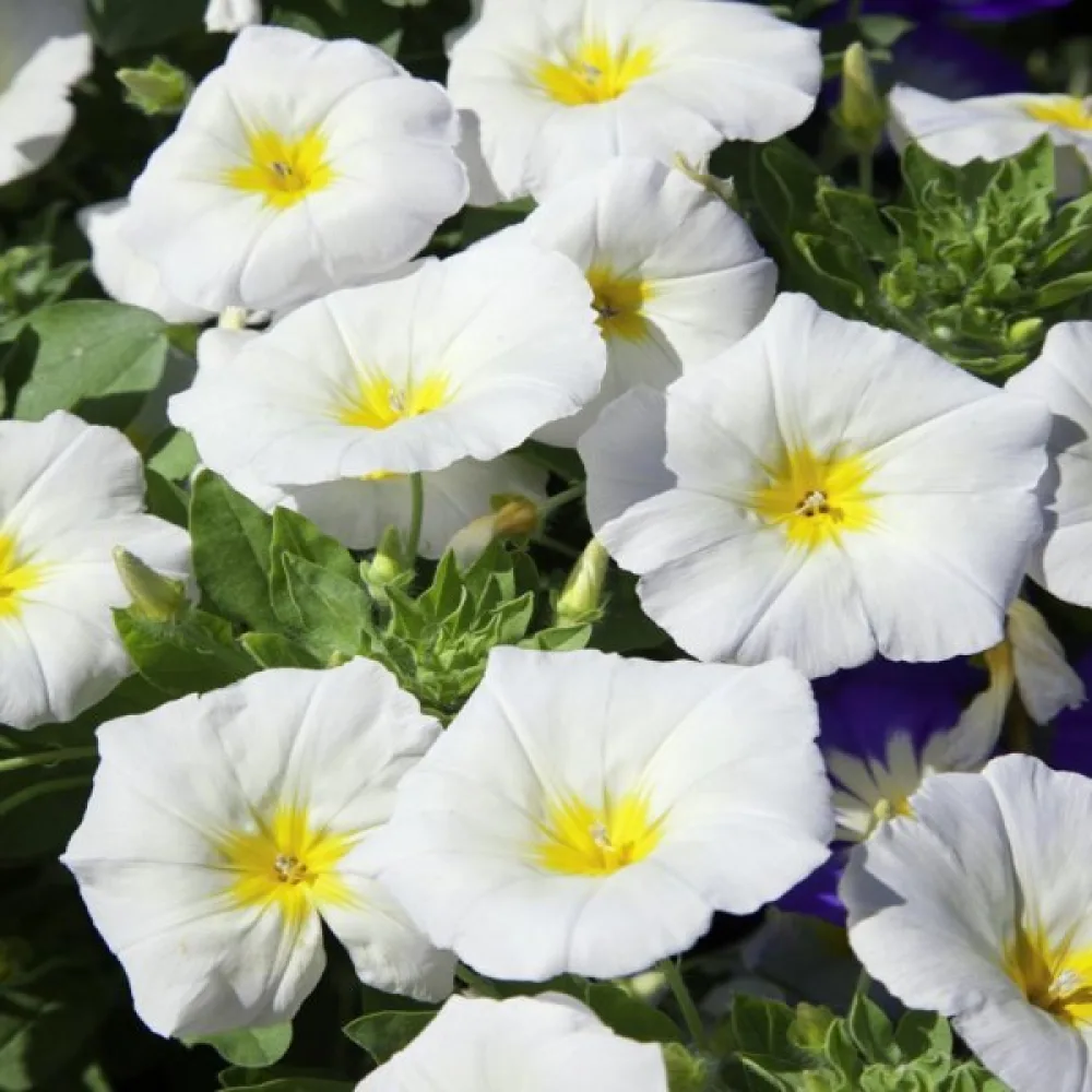 Kolmivärikierto 'White Ensign'