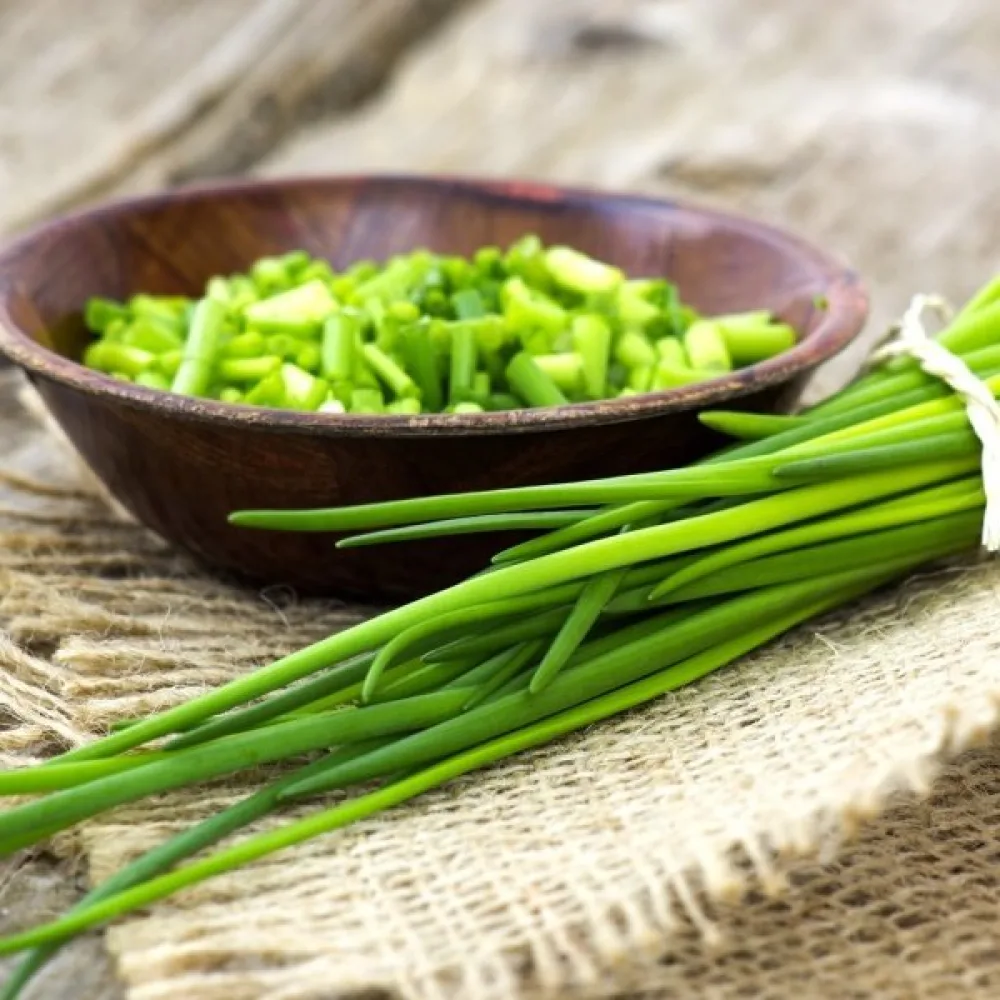 Ruohosipuli Allium schoenoprasum 'Medium leaf'