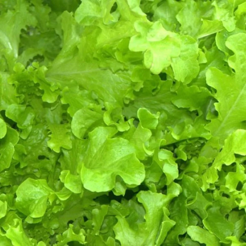Salaatti 'Salad Bowl'