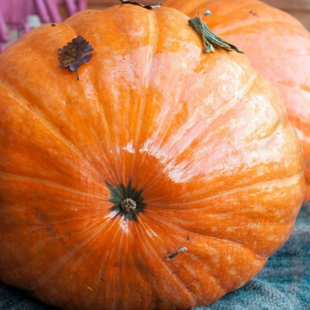 Kurpitsa 'Big Max'