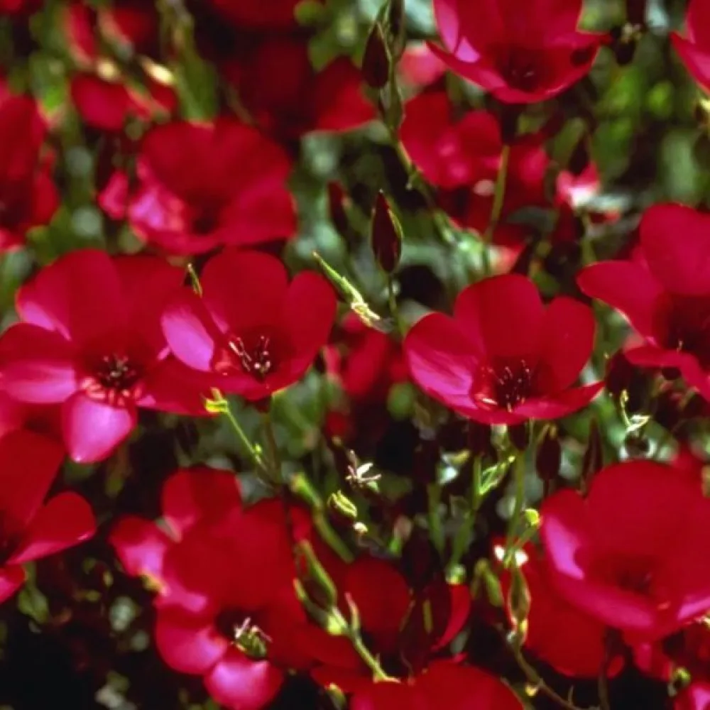 Kesäleimu 'Beauty Crimson'