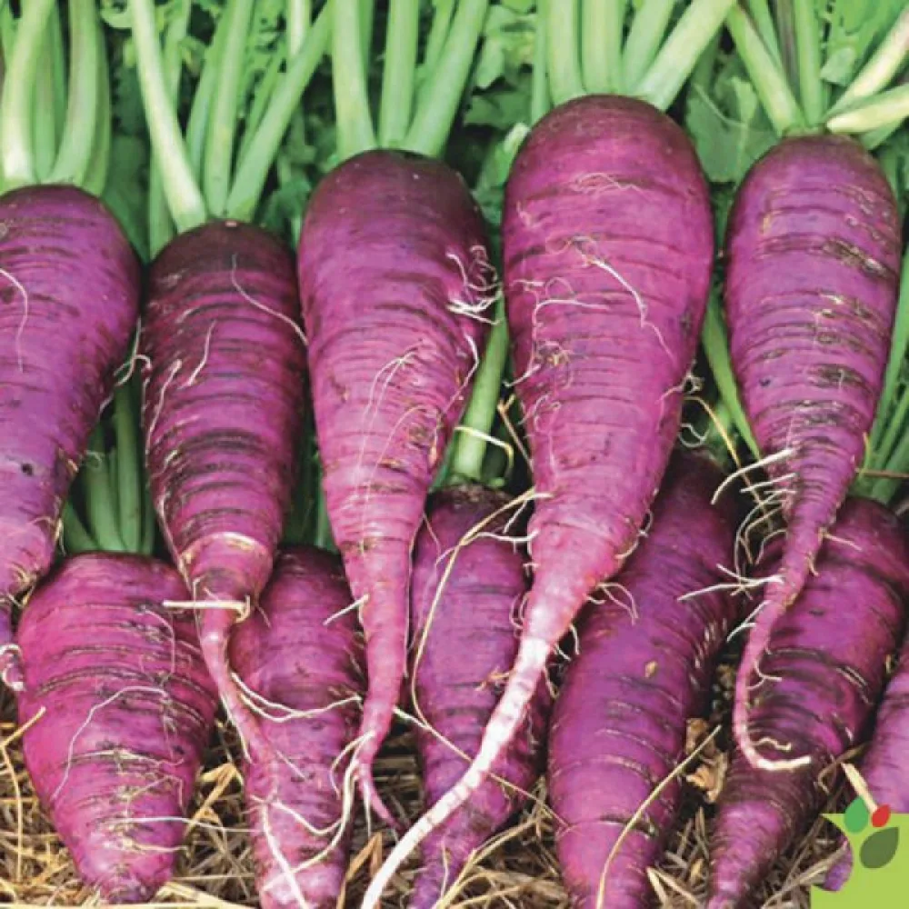 Talviretikka 'Violet de Gournay'