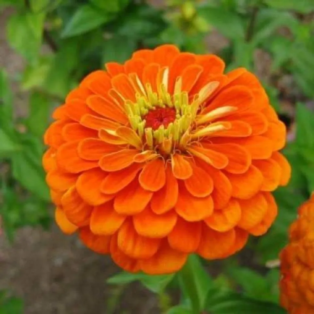 Tsinnia 'Golden State'