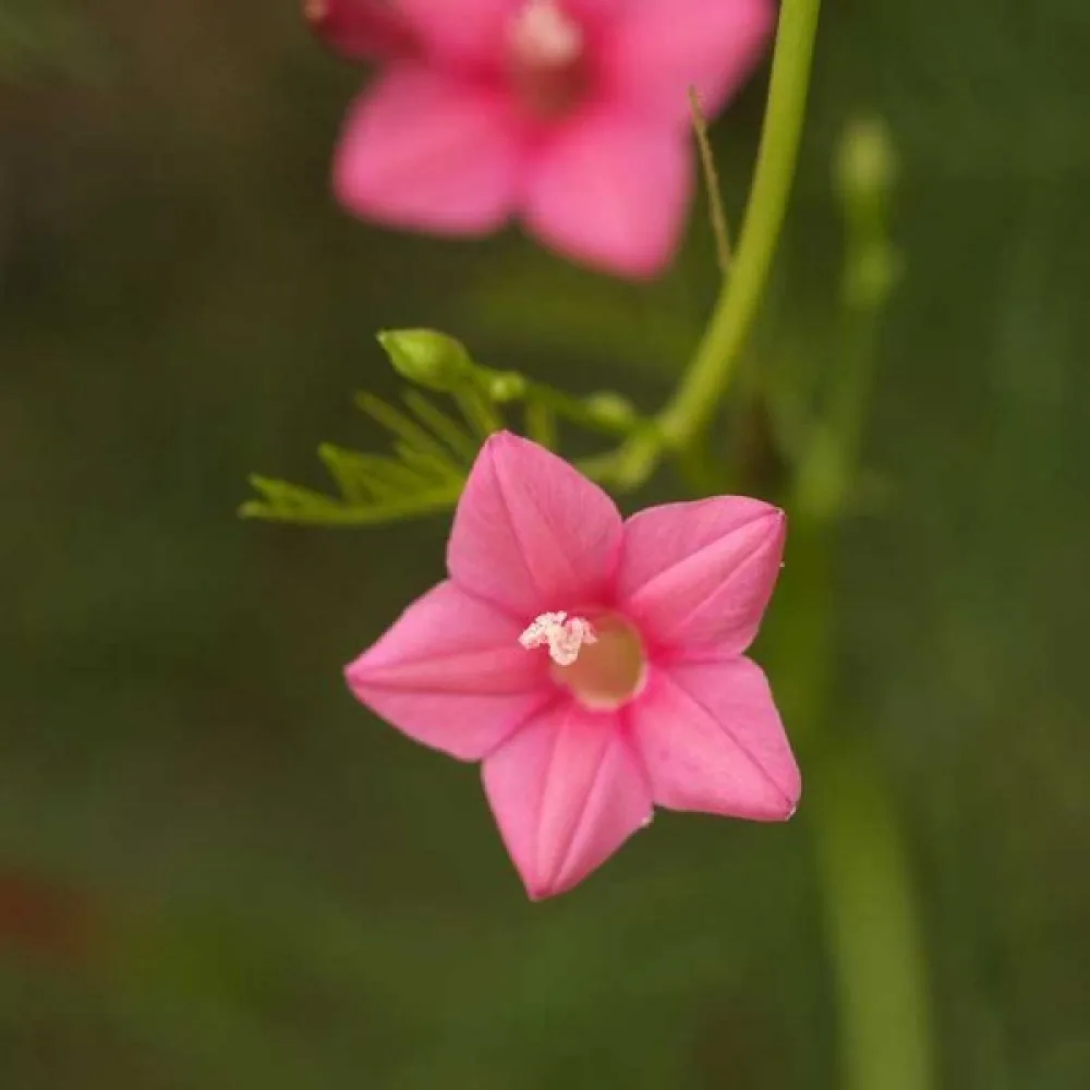 Sypressiköynnös Ipomoea pennata – vaaleanpunainen