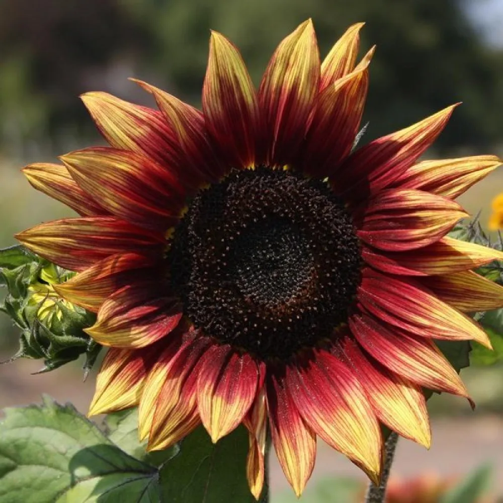 Auringonkukka 'Floris'