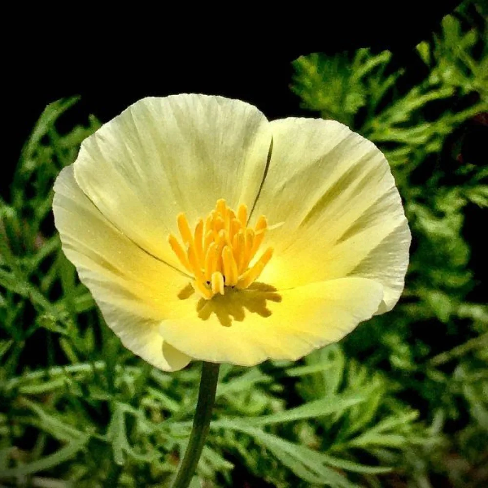 Kaliforniantunikko 'Chrome Queen', rikinkeltainen