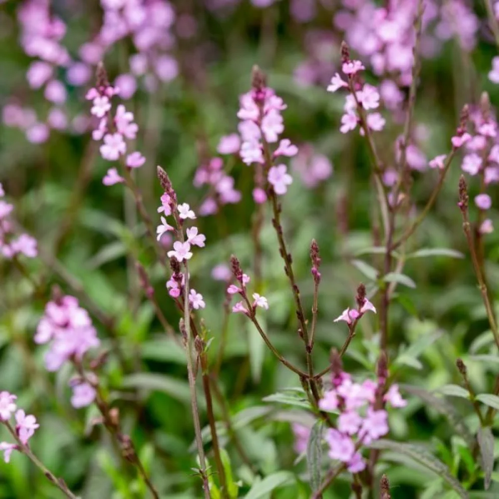 Rohtorautayrtti Verbena officinalis