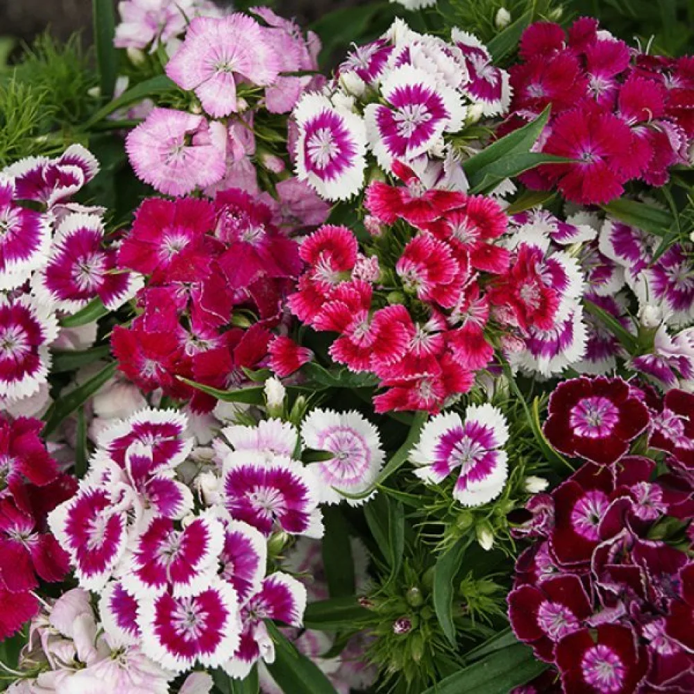 Harjaneilikka 'Indian Carpet' – sekoitus