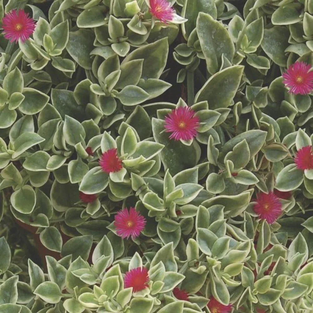 Keskipäivänkukka Dorotheanthus bellidiformis, punainen