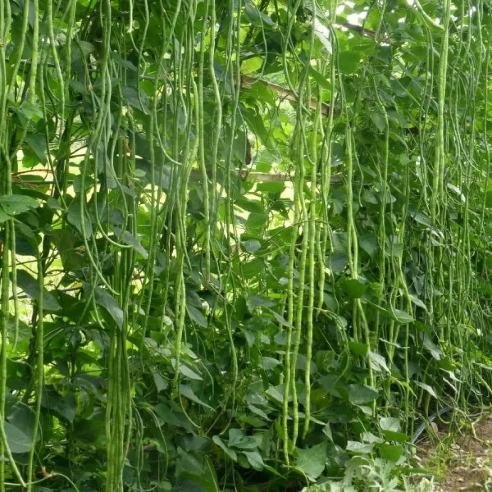 Parsapapu 'Metro Nero'