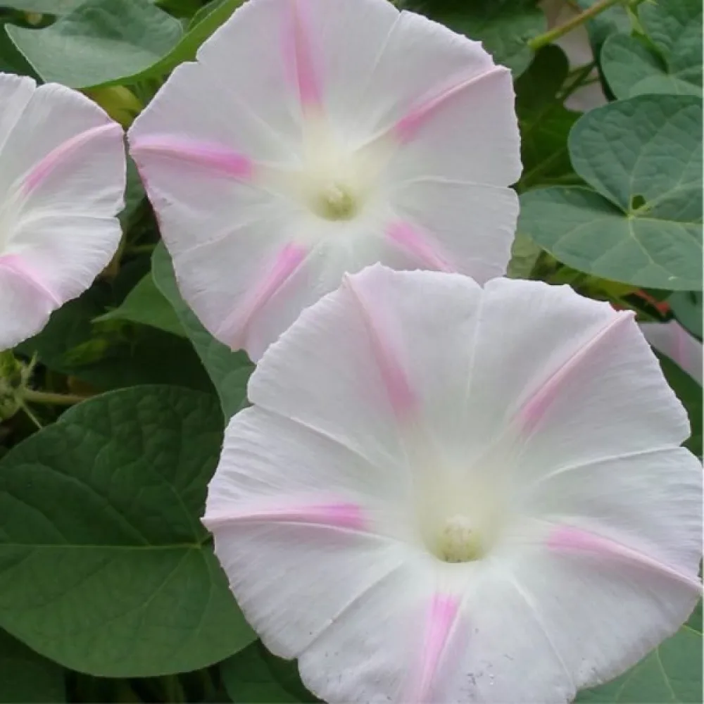 Elämänlanka 'Shiva'