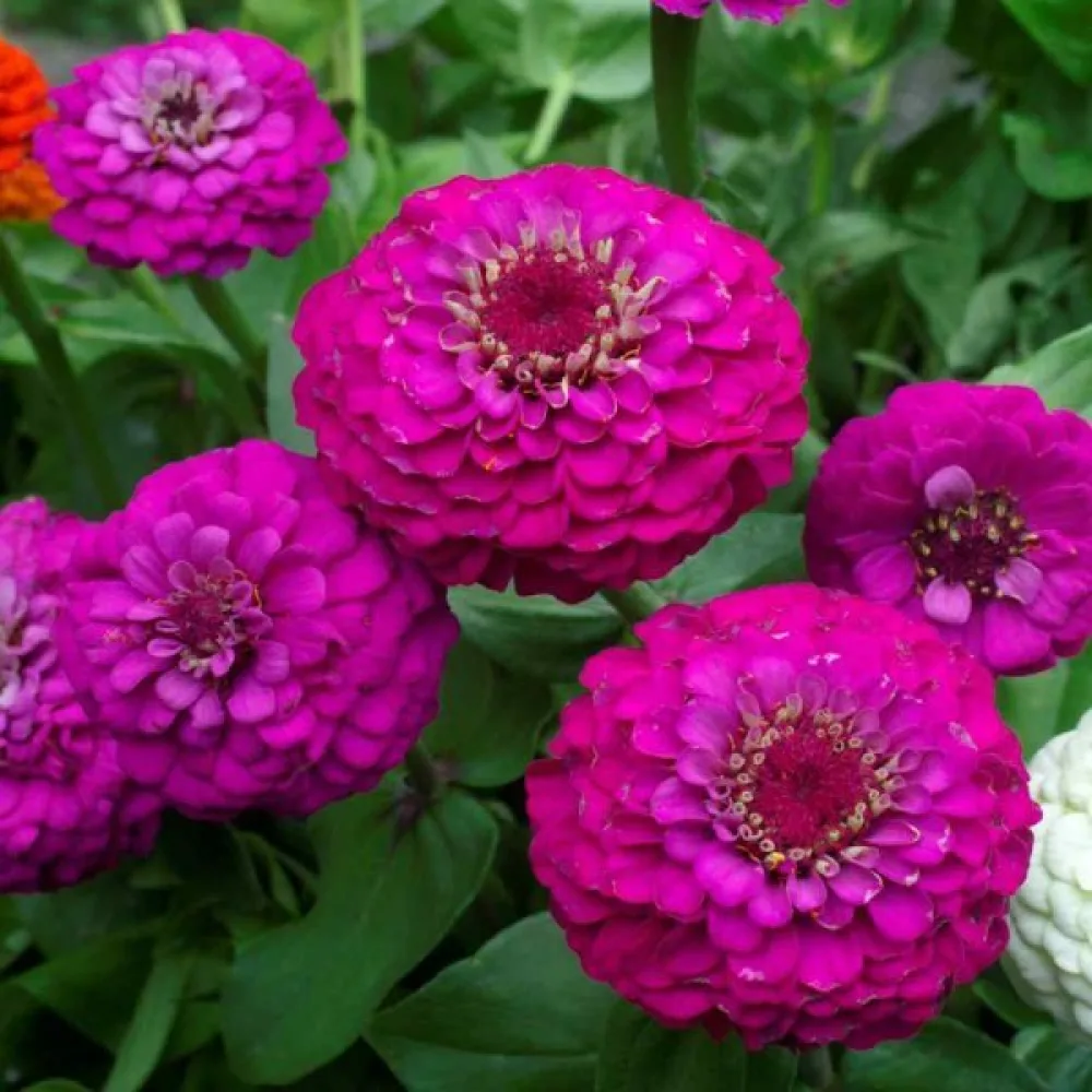 Tsinnia 'Purple Gem'