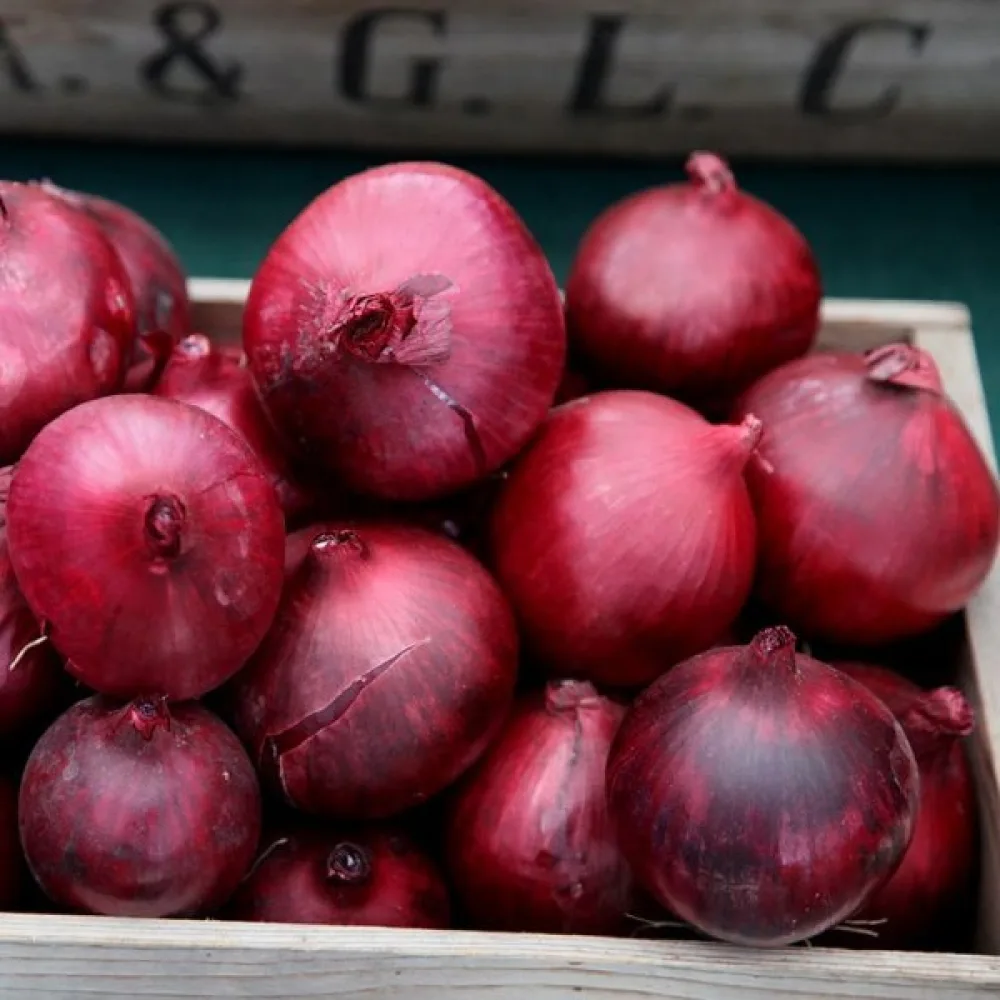 Ruokasipuli 'Red Baron'