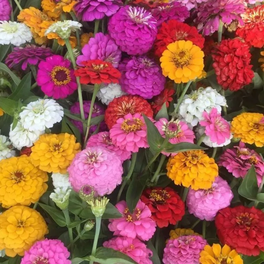 Tsinnia 'State Fair' (sekoitus)