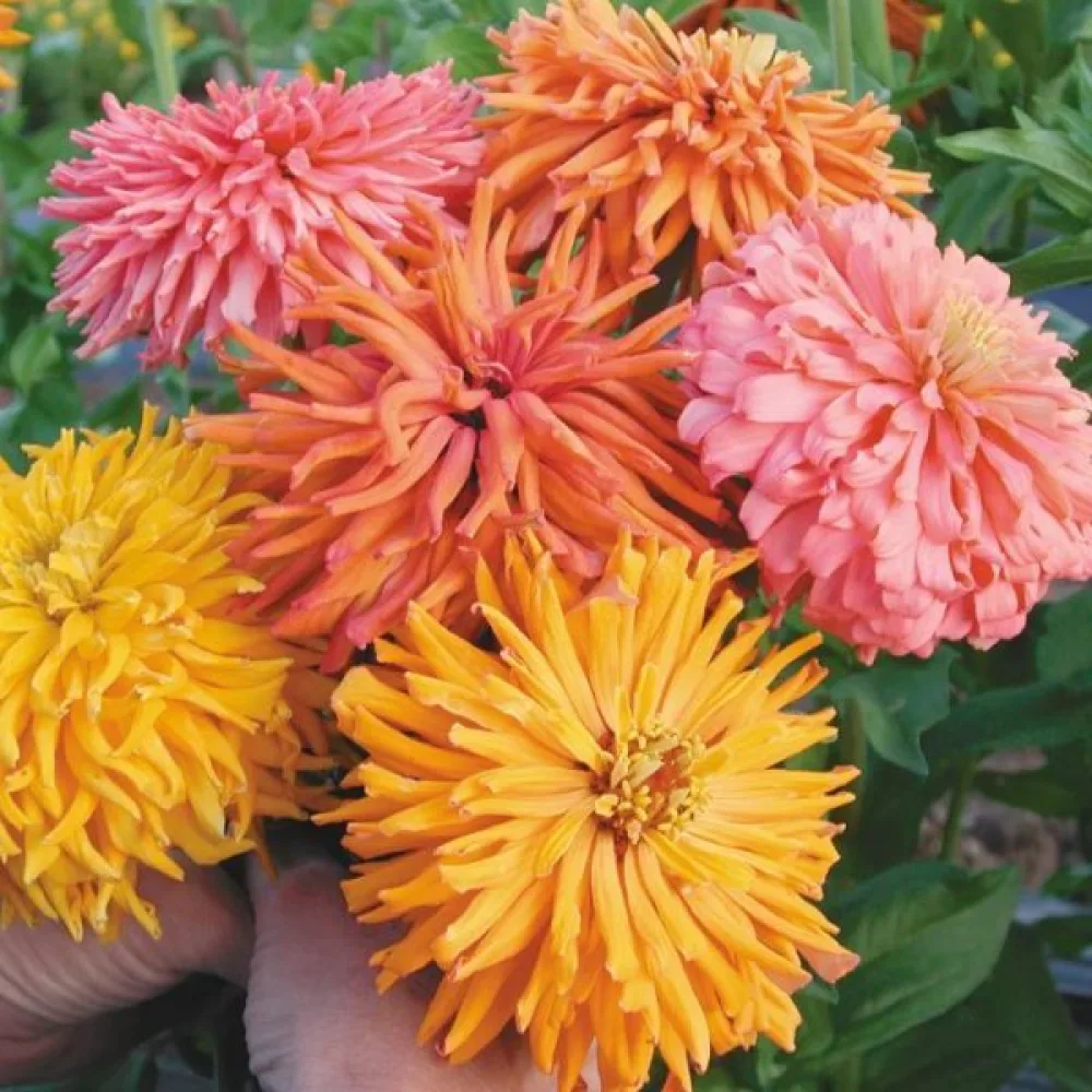 Tsinnia 'Cactus Giant Formula Mixture'