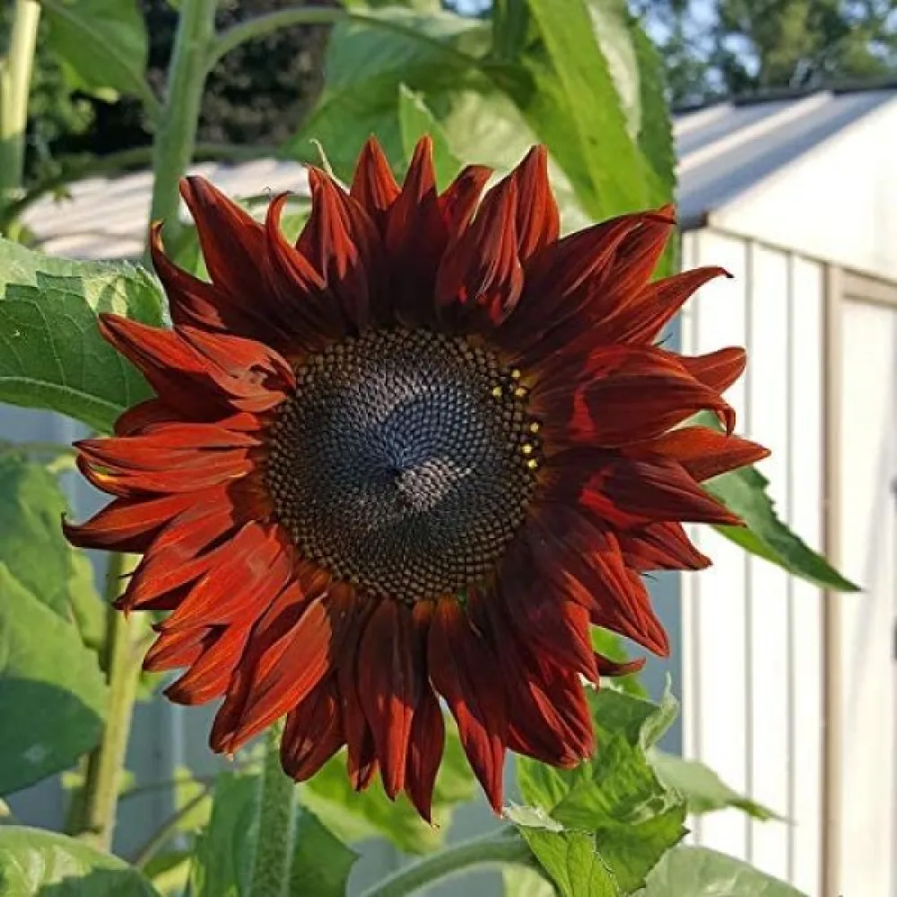 Auringonkukka 'Red Sun'