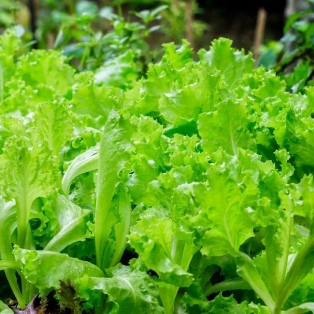 Baby leaf -salaatti 'Bionda a Foglia Riccia'