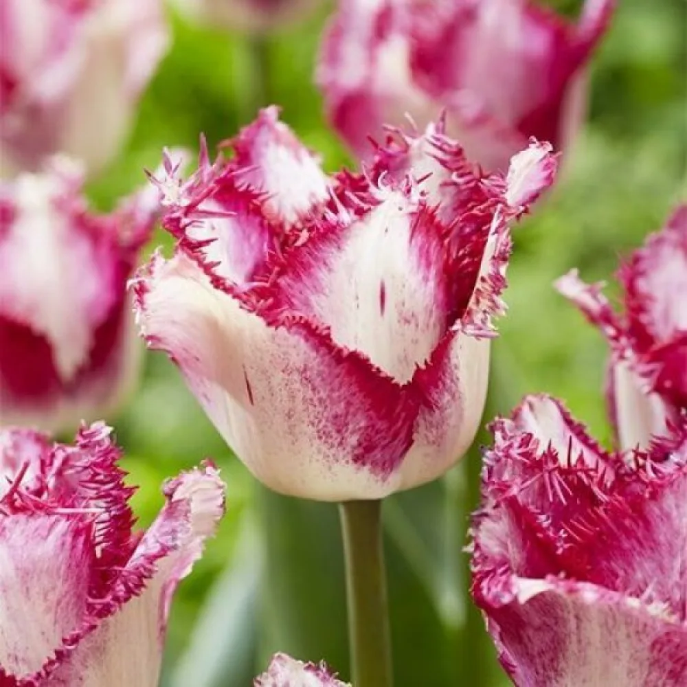 Tulppaani 'Passion Play'