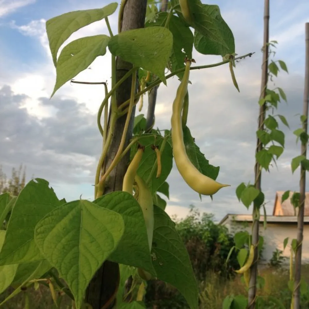 Salkopapu 'Goldmarie'