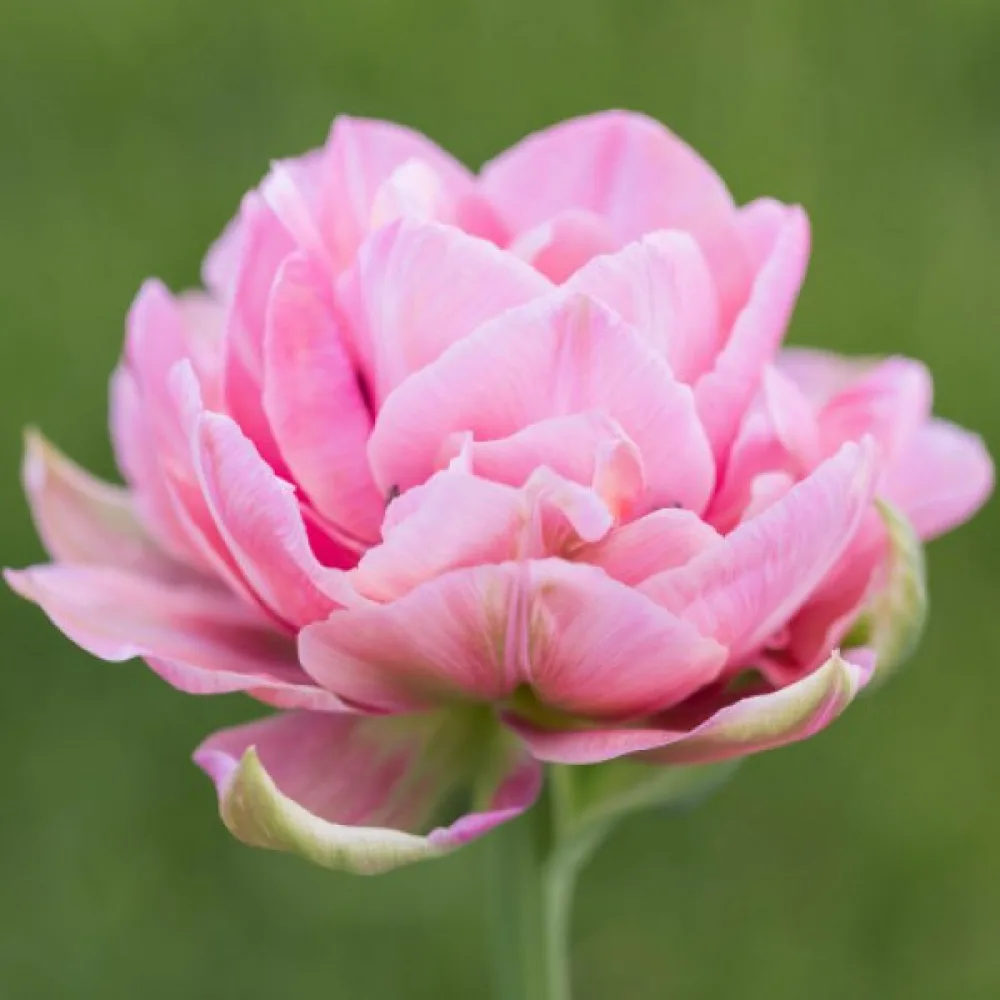 Tulppaani 'Aveyron'