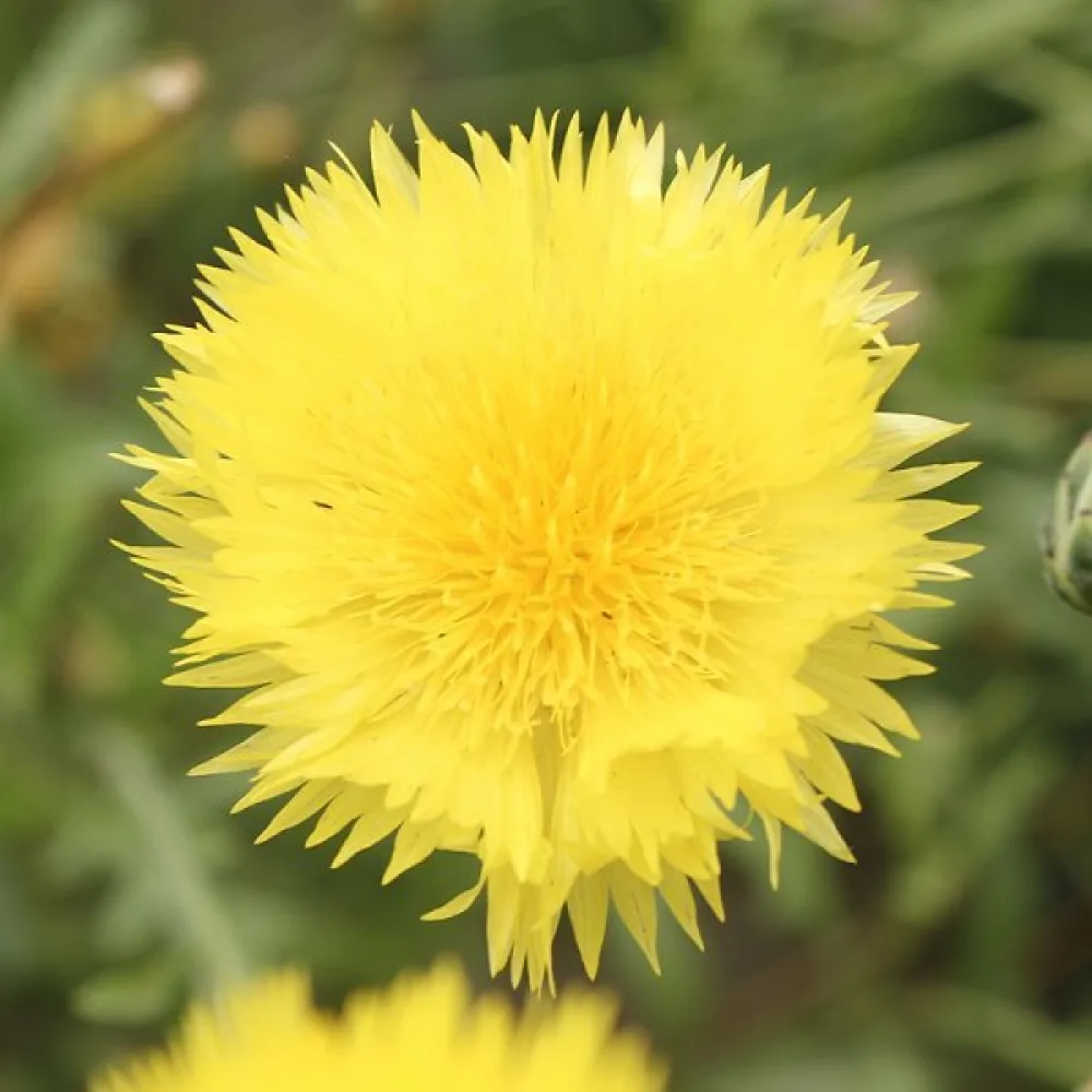 Myskikaunokki 'Suaveolens', keltainen
