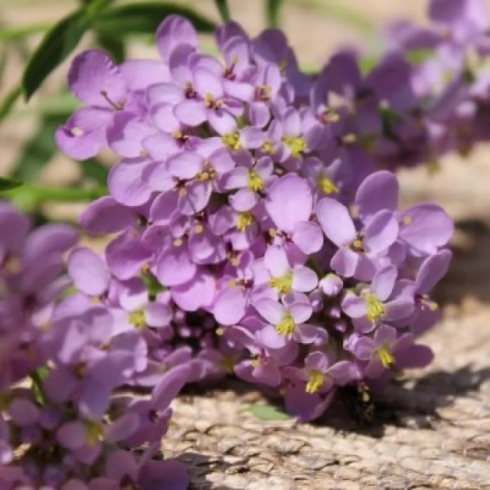 Sarjaiberis 'Lilacina'