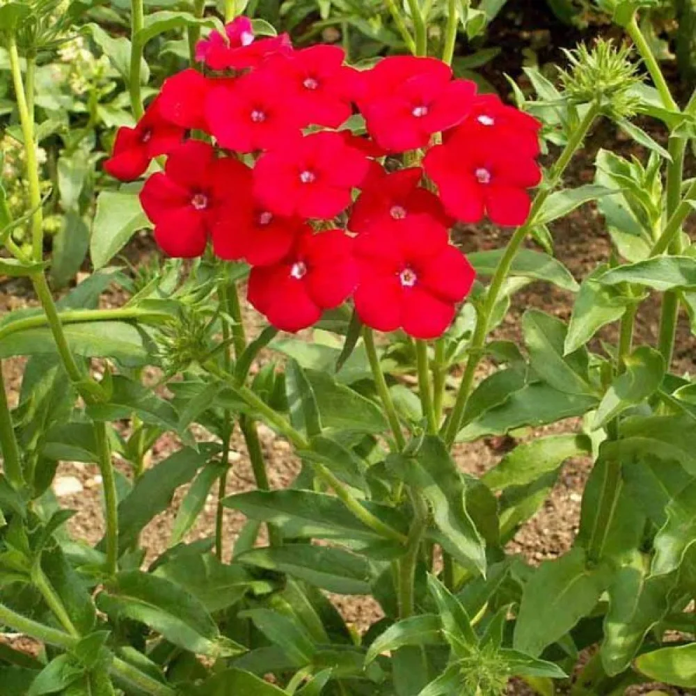 Kesäleimu 'Coccinea'