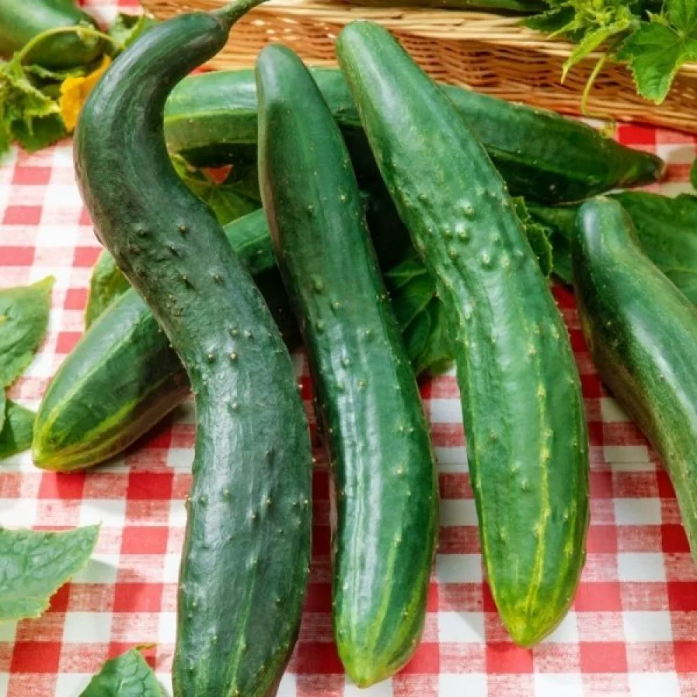 Kurkku 'Chinese Slangen'