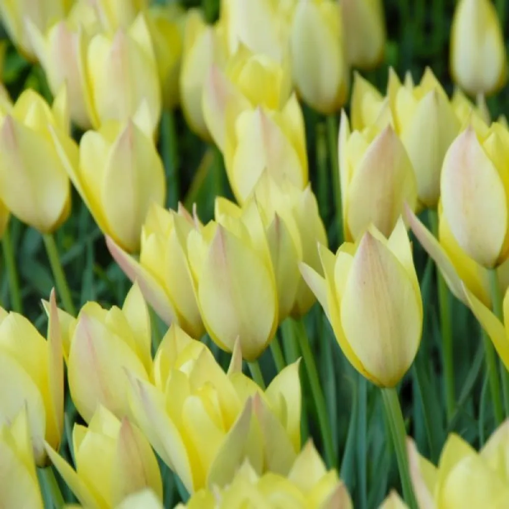 Tulppaani 'Honky Tonk'
