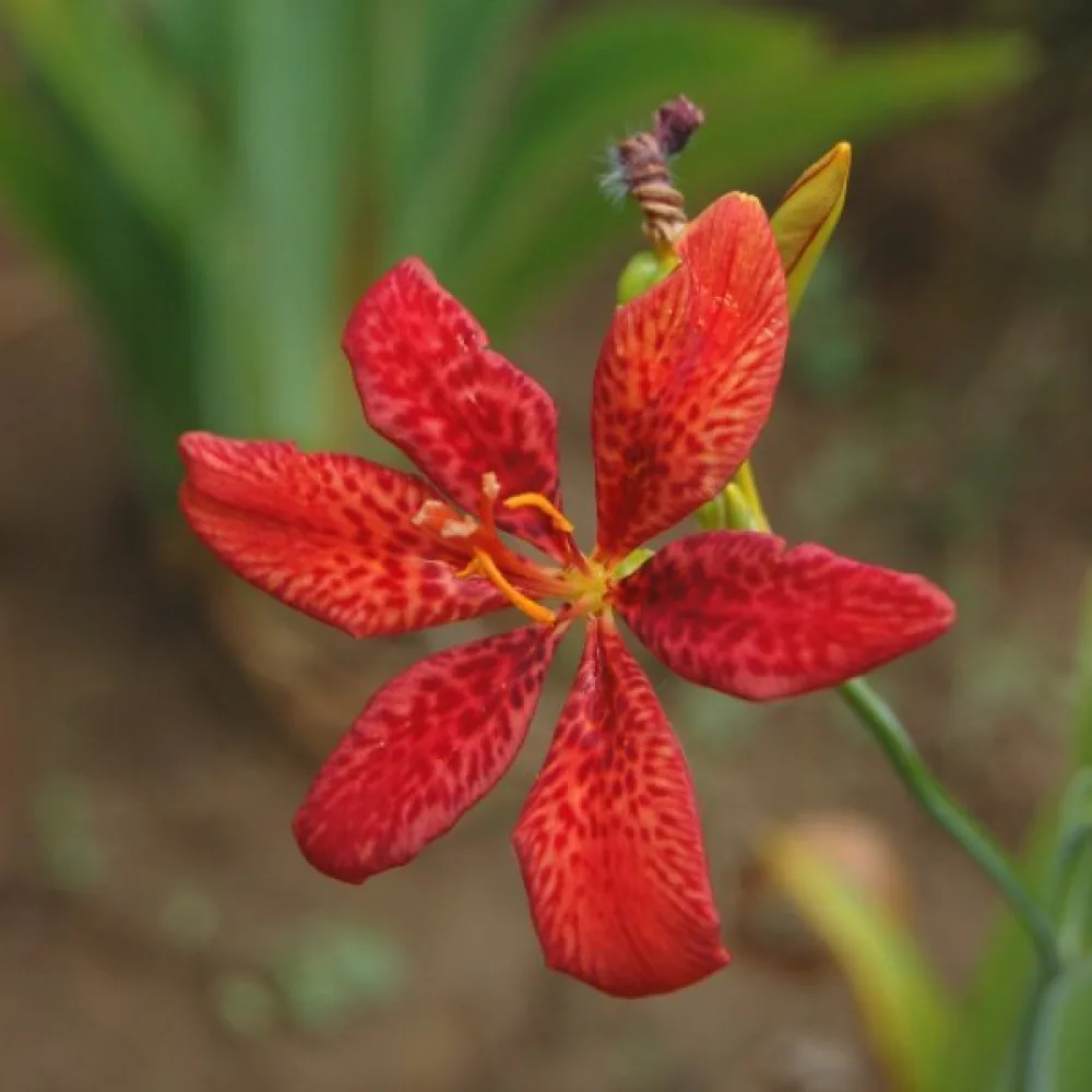 Pardancanda × norrisii – sekoitus