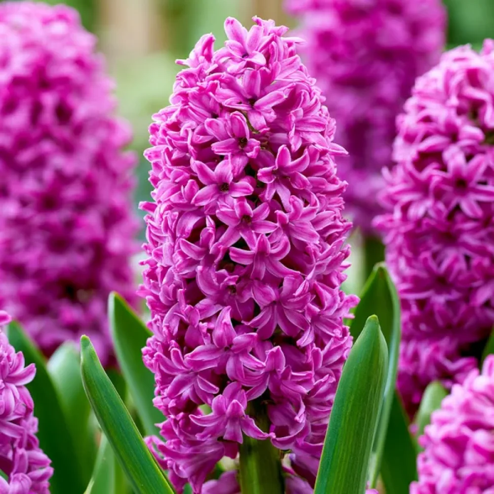 Hyasintti 'Richmond'