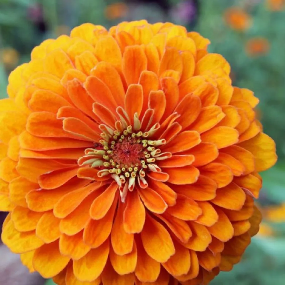 Tarhatsinnia 'Orange Gem'