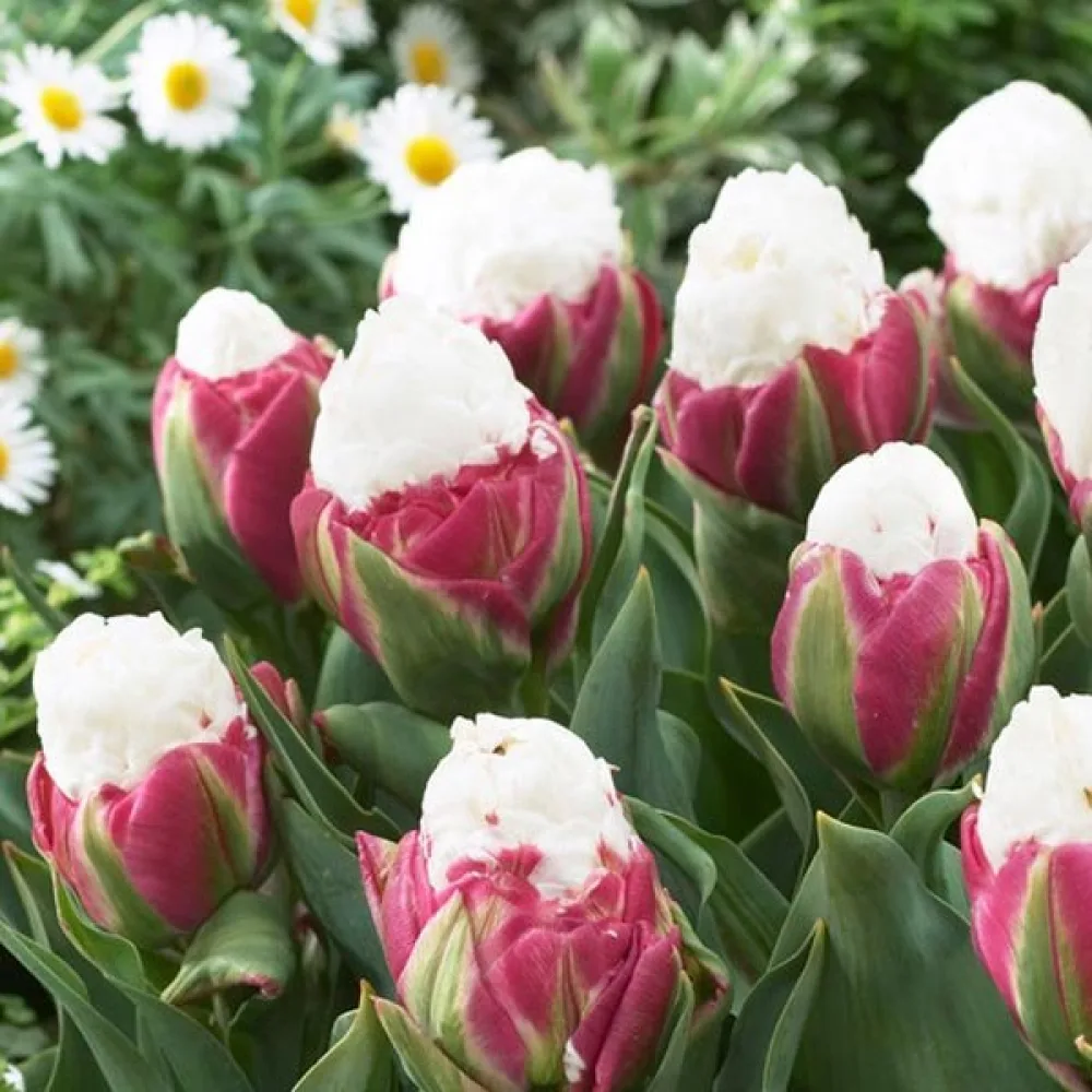 Tulppaani 'Ice cream'
