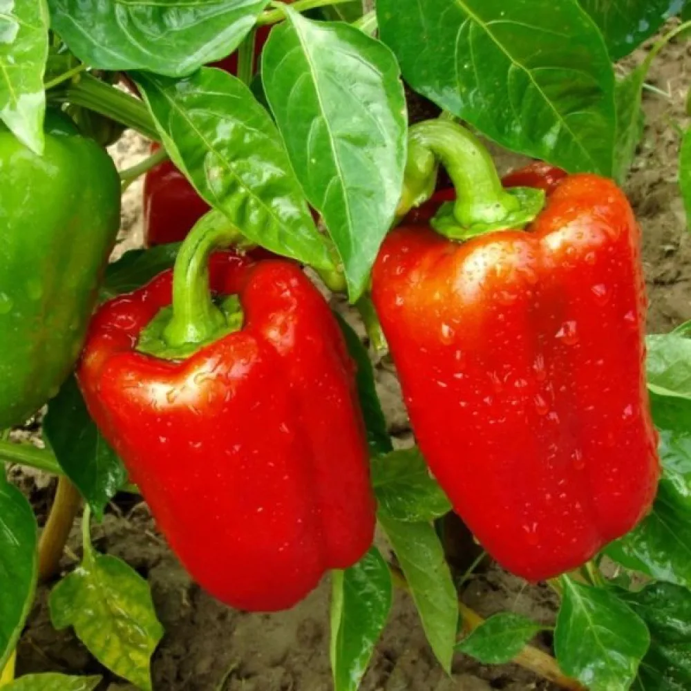 Paprika 'Robertina'