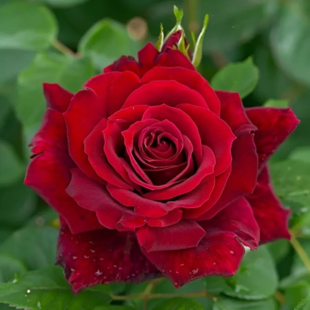 Ruusu 'Evening Bloom Harp' – paljasjuurinen