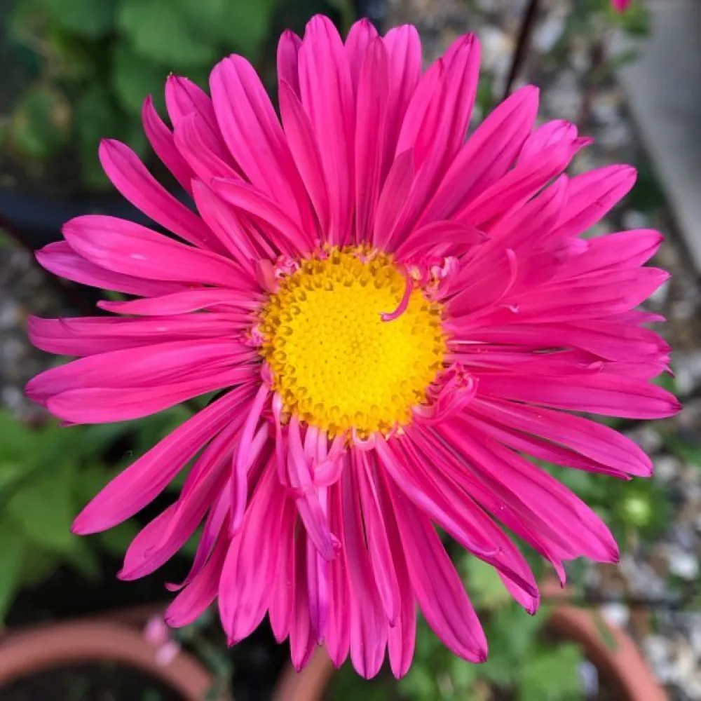 Kesäasteri 'Ostrich Plume' roosa