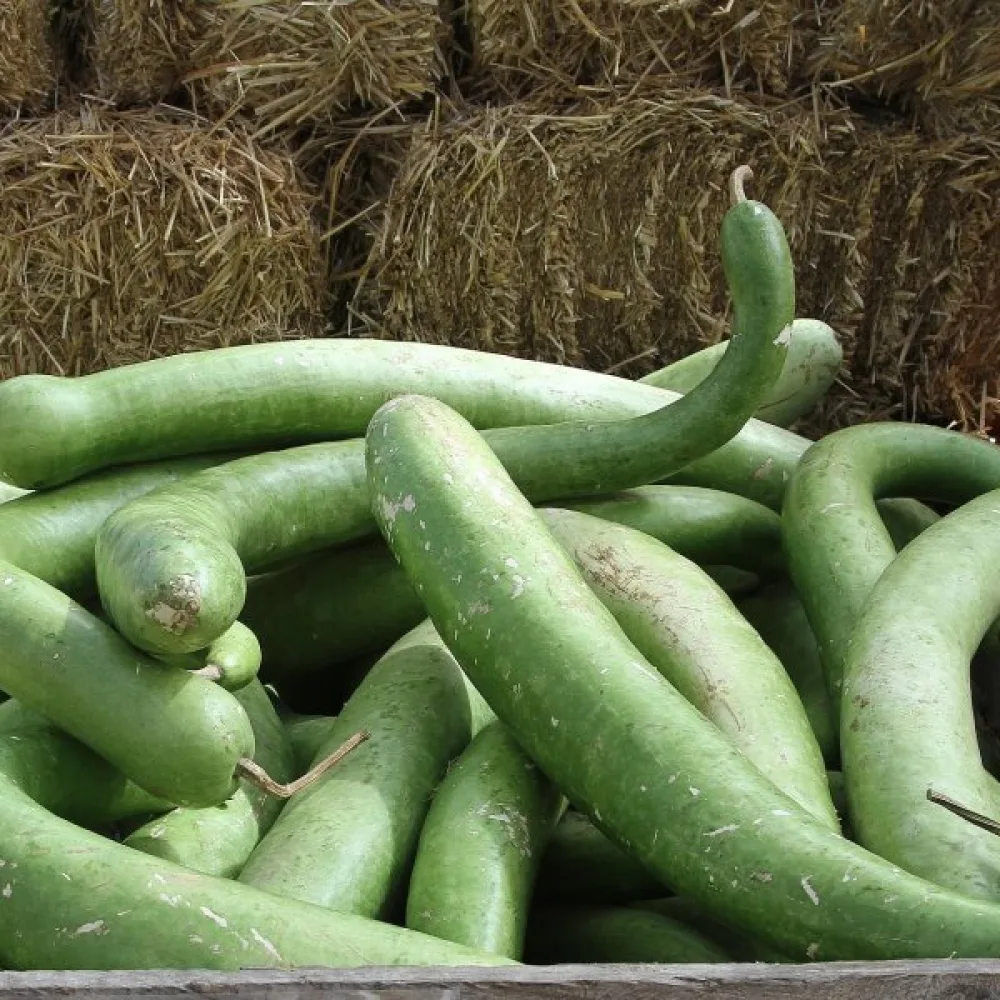 Pullokurpitsa 'Snake'