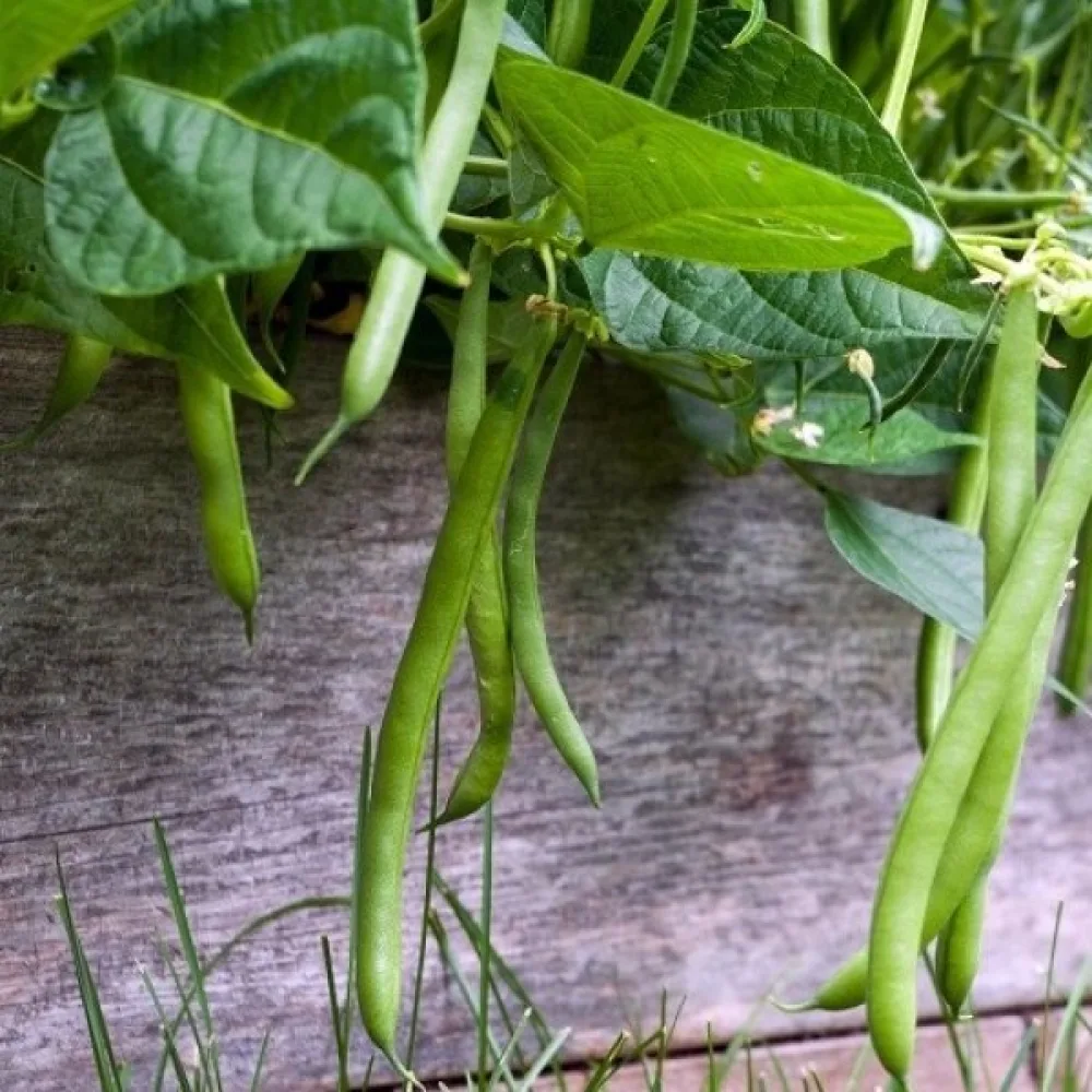 Tarhapapu 'Contender'