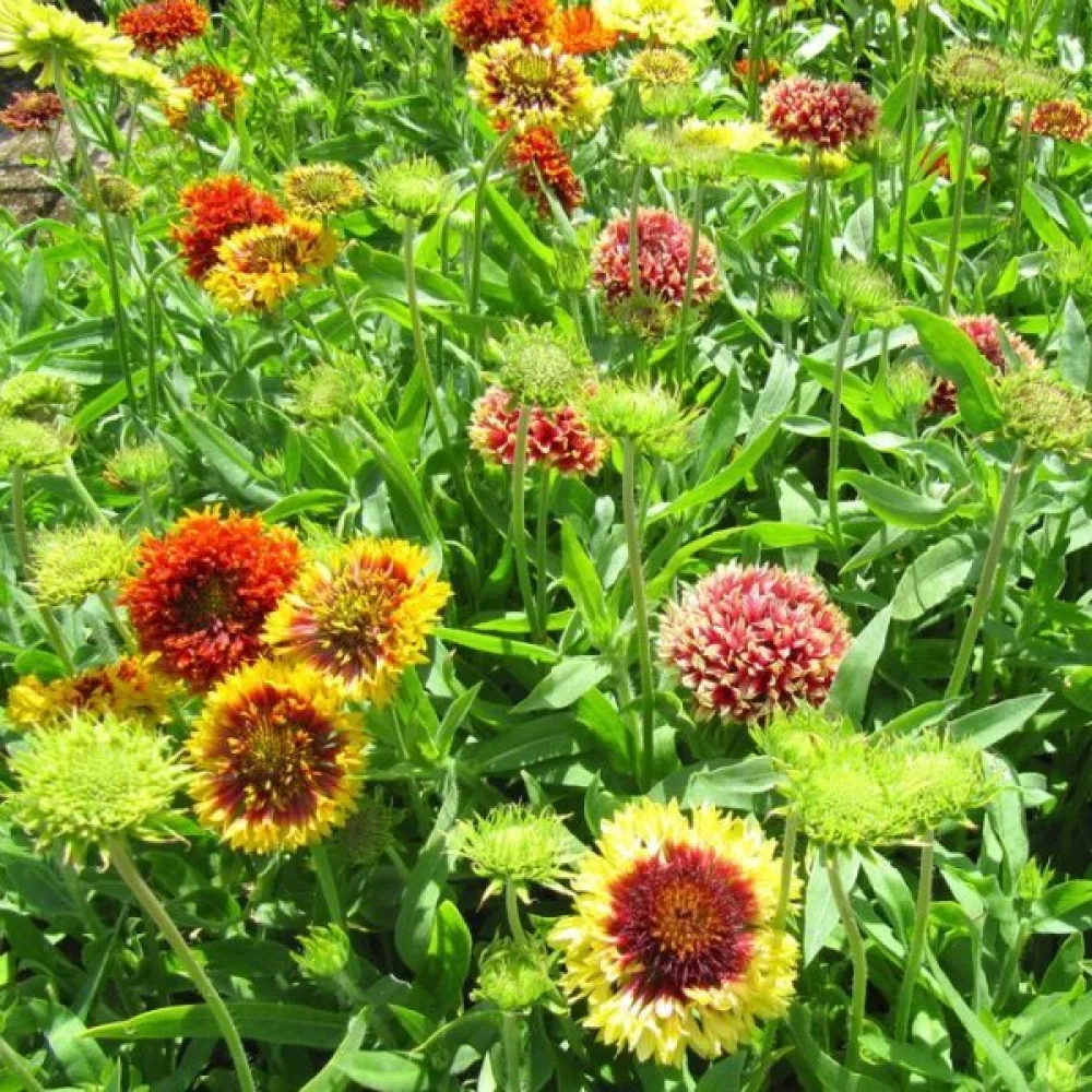 Kokardikukka 'Lorenziana', sekoitus
