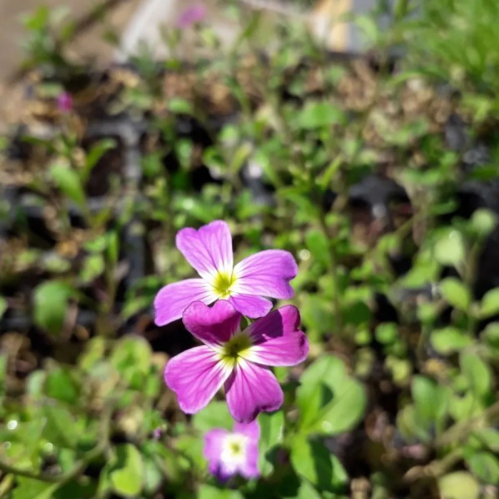 Malkolmia Malcolmia maritima, sekoitus