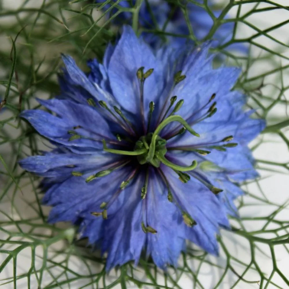 Neidonkukka 'Miss Jekyll Indigo Blue'