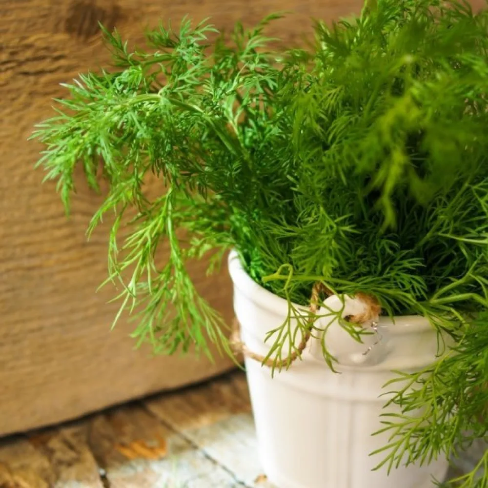 Tilli 'Ambrozja'