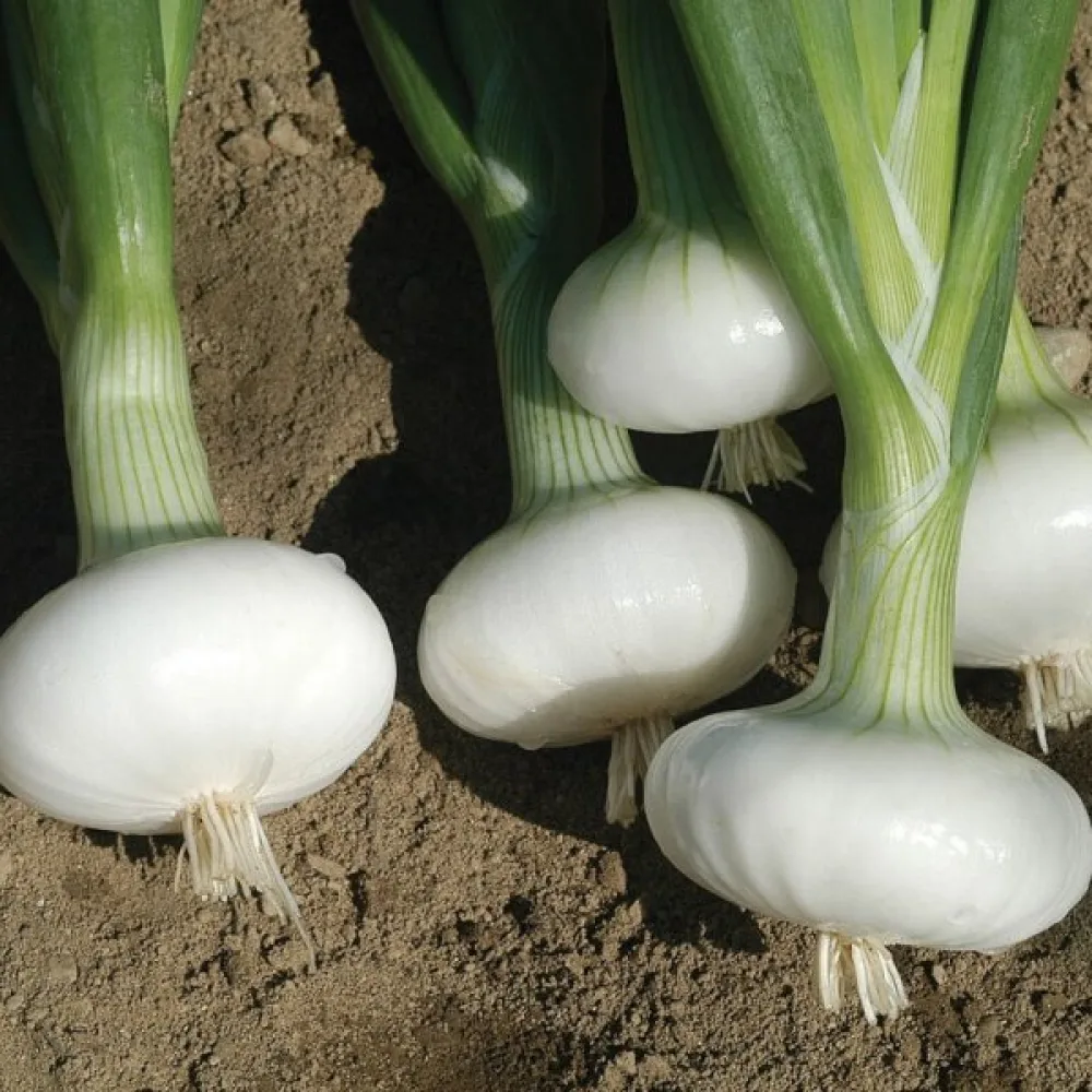 Ruokasipuli 'Bianca di Maggio'
