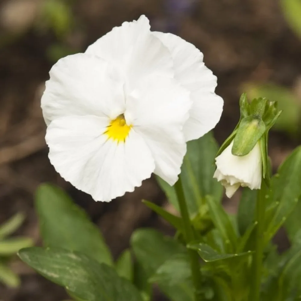 Tarhaorvokki 'Firnenschnee'